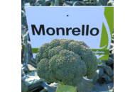 Монрелло F1 - капуста брокколі, 2500 насіння, Syngenta (Сингента), Голландія фото, цiна